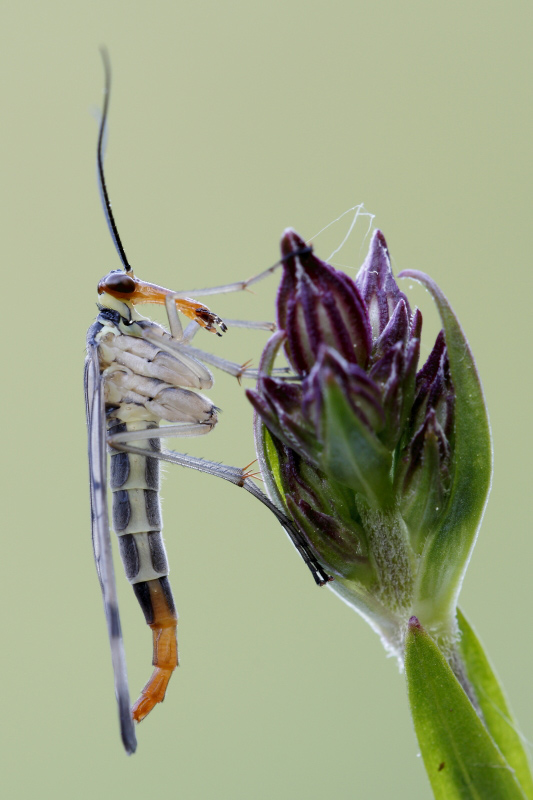 id Panorpa